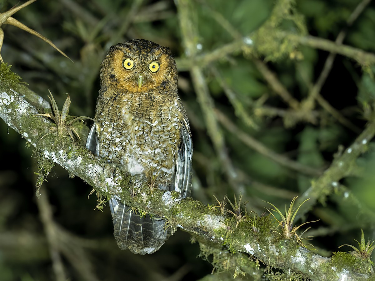 Bare-shanked Screech-Owl - ML547200721