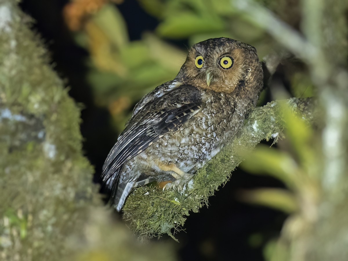 Bare-shanked Screech-Owl - ML547200731