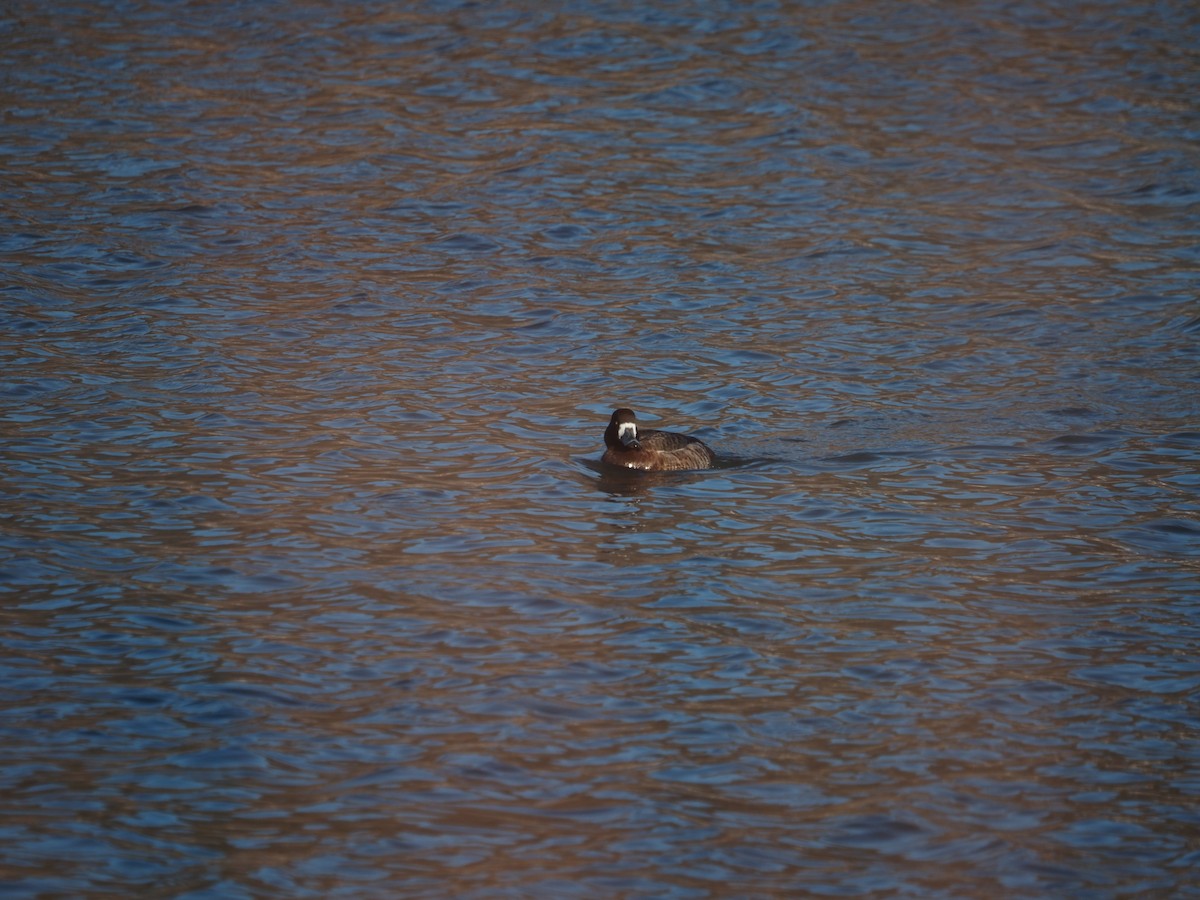 Greater Scaup - ML547201111