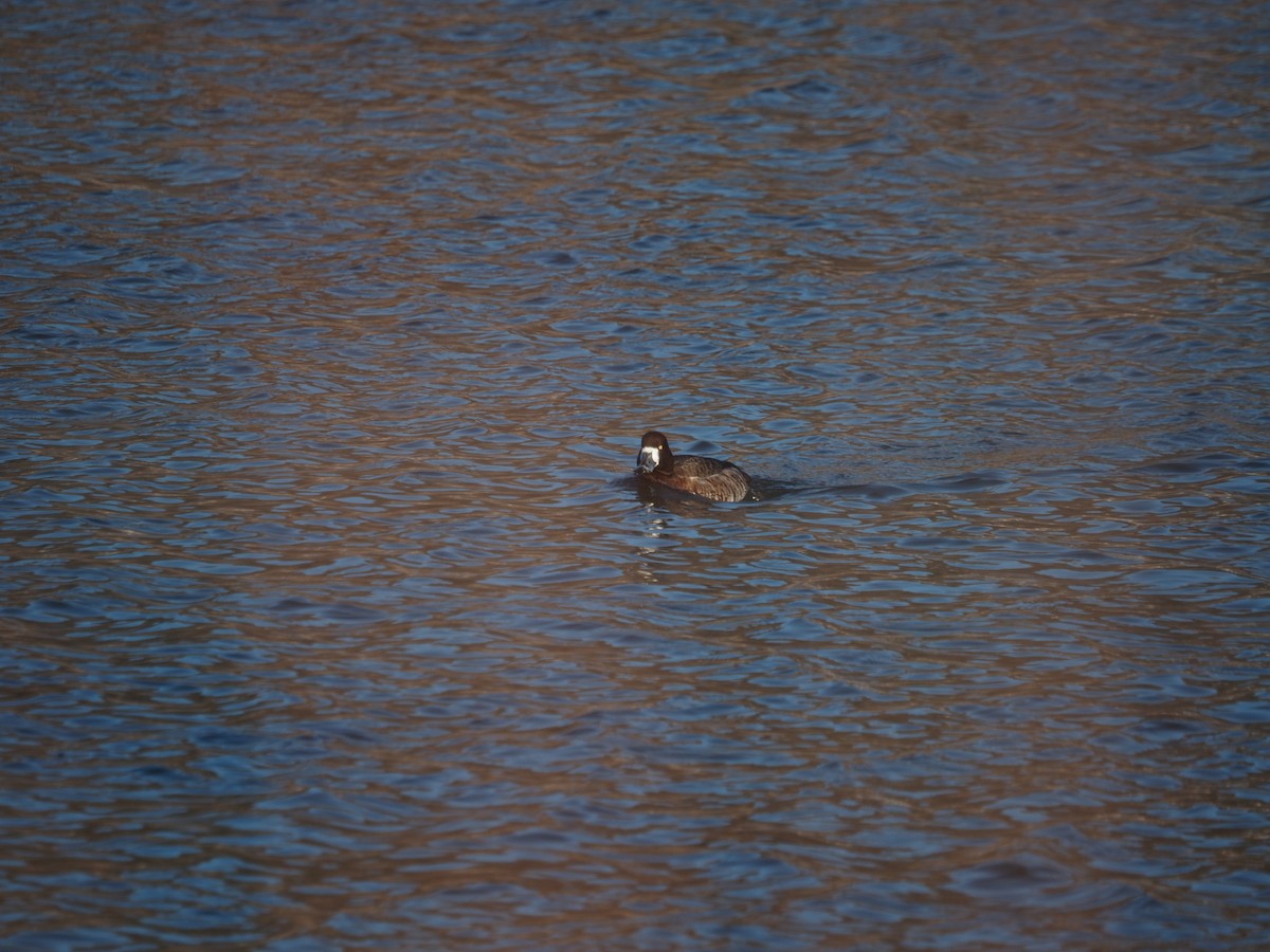 Greater Scaup - ML547201121