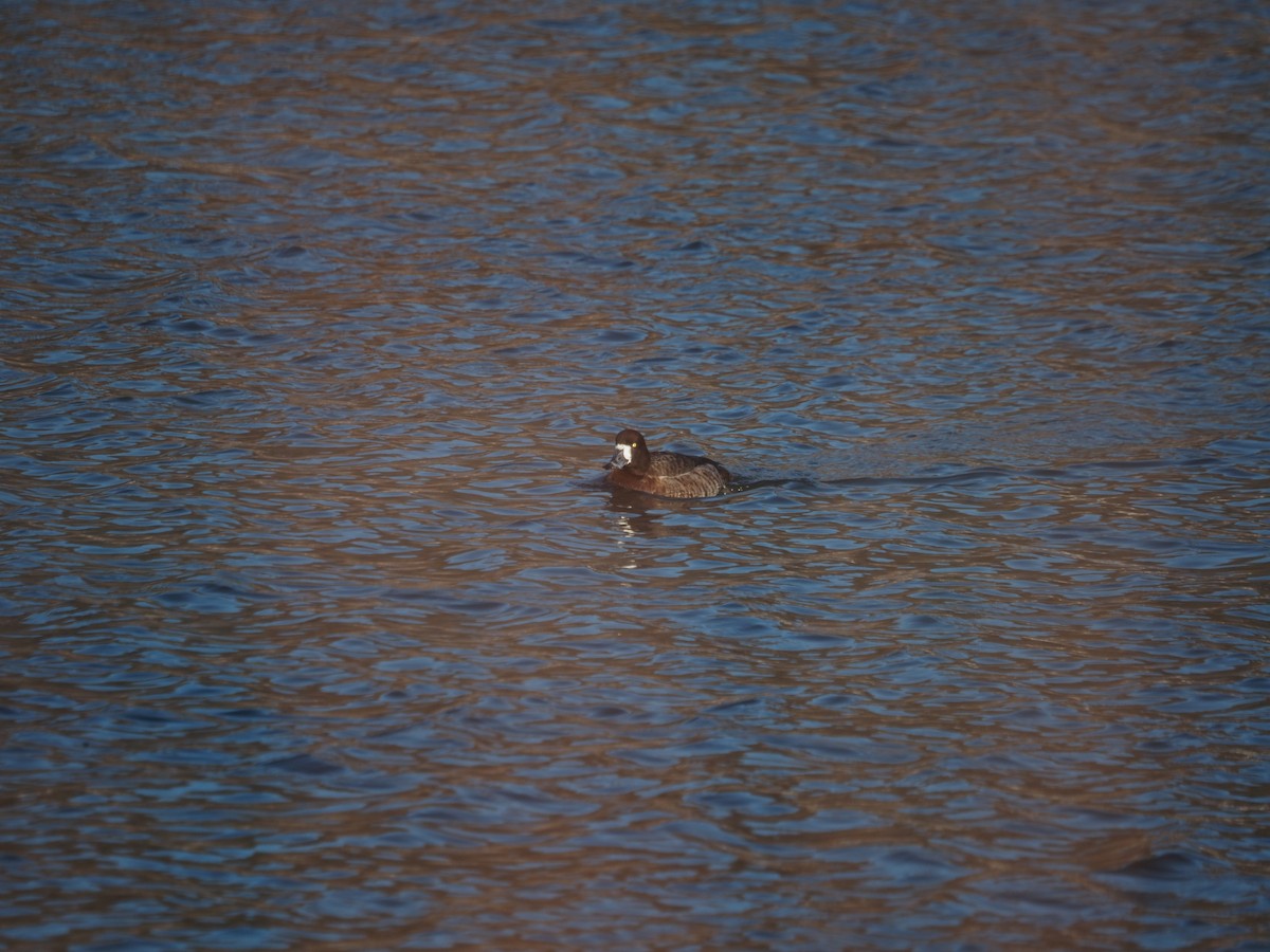 Greater Scaup - ML547201131