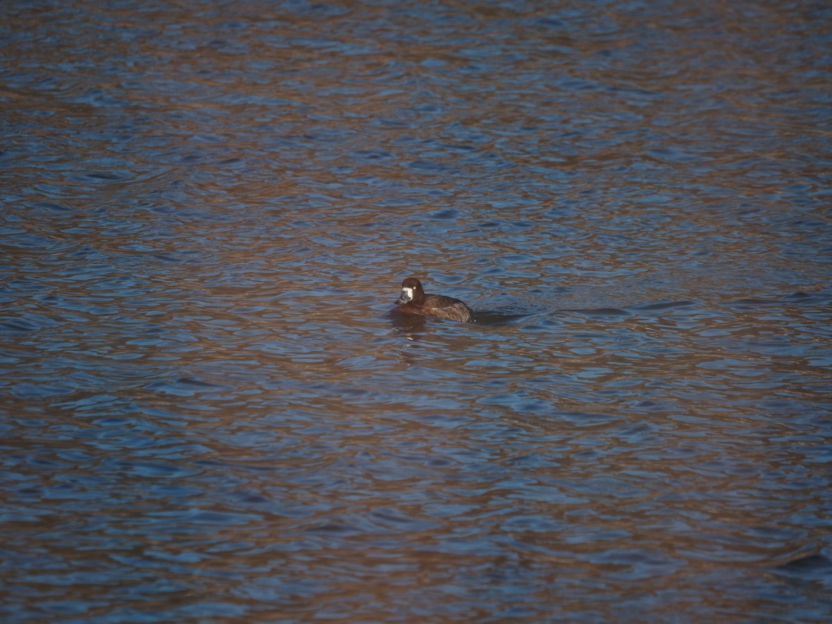 Greater Scaup - ML547201141