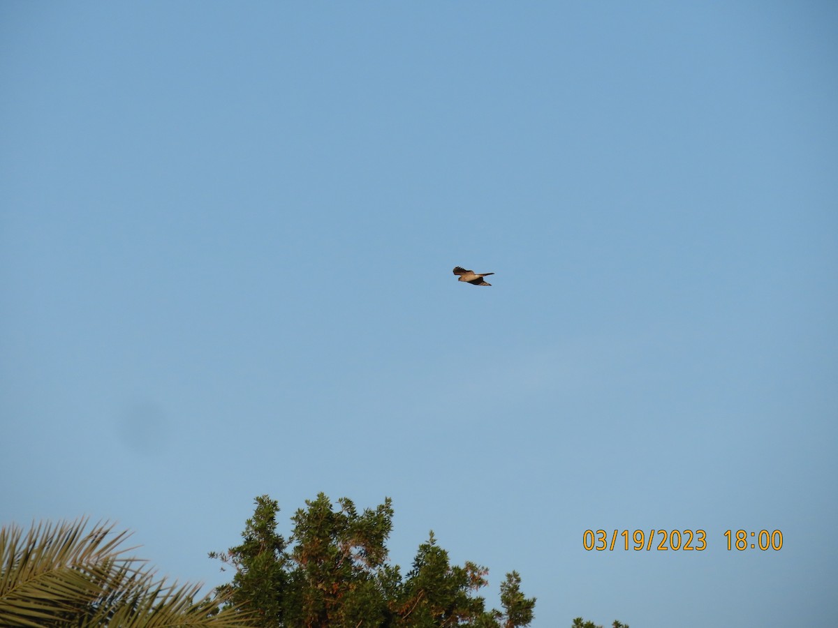 Eurasian Sparrowhawk - ML547206041