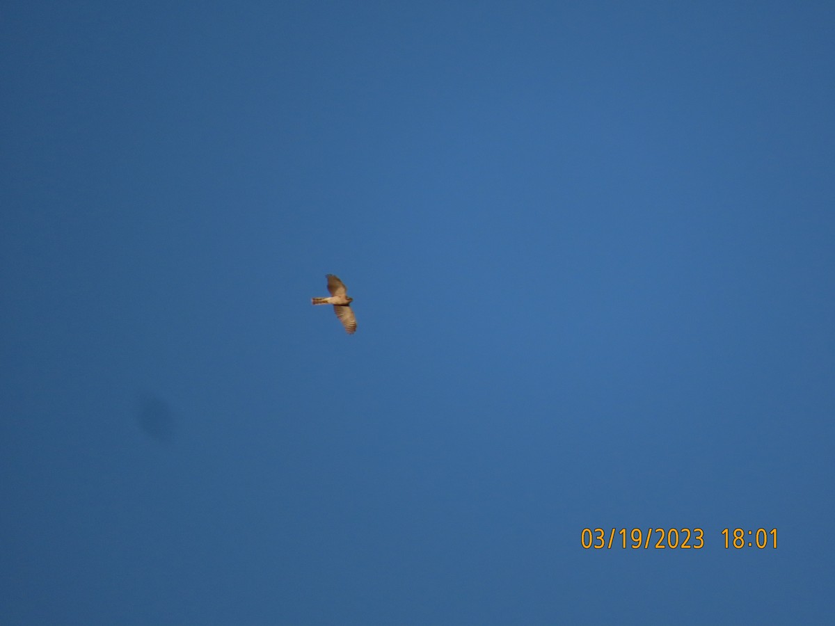 Eurasian Sparrowhawk - ML547206061