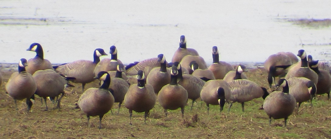 Cackling Goose (minima) - Steve Nord