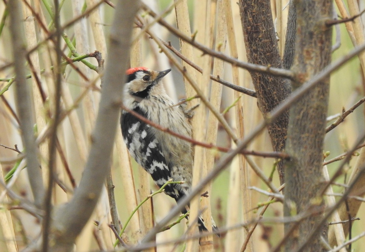Lesser Spotted Woodpecker - ML547209641