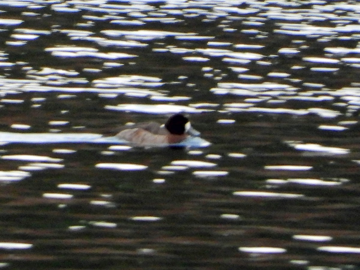 Greater Scaup - ML547209901