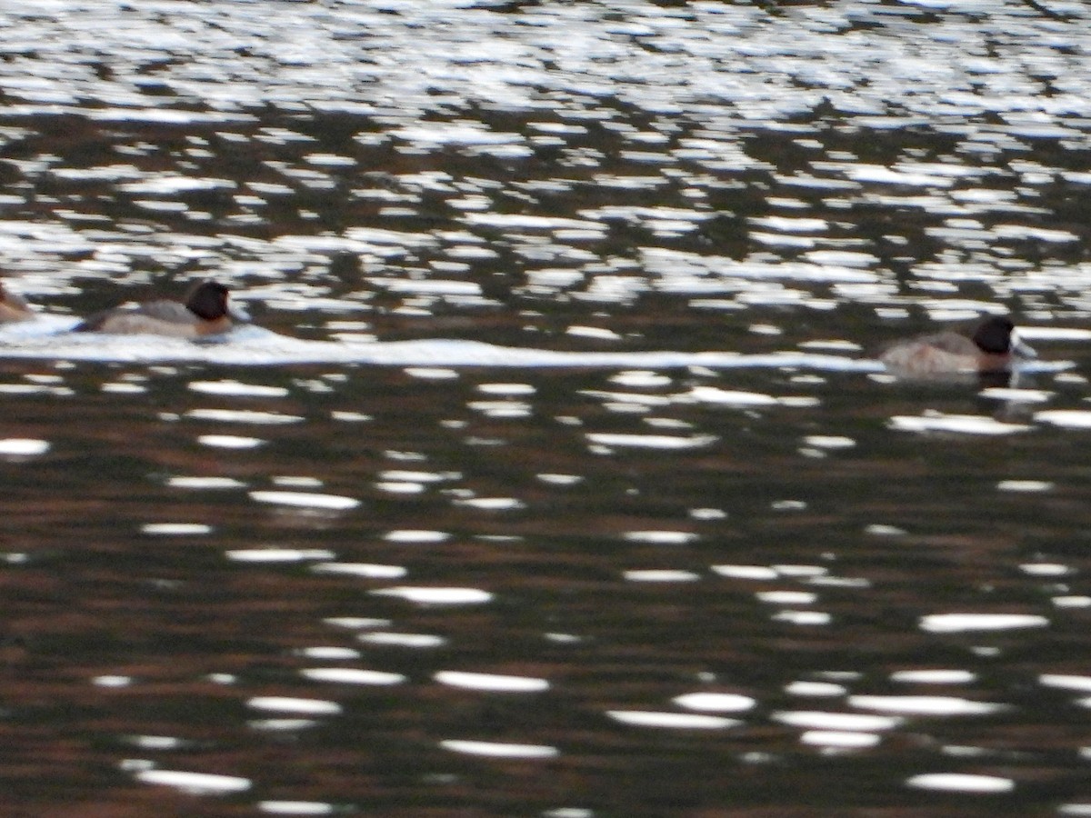 Greater Scaup - ML547209911