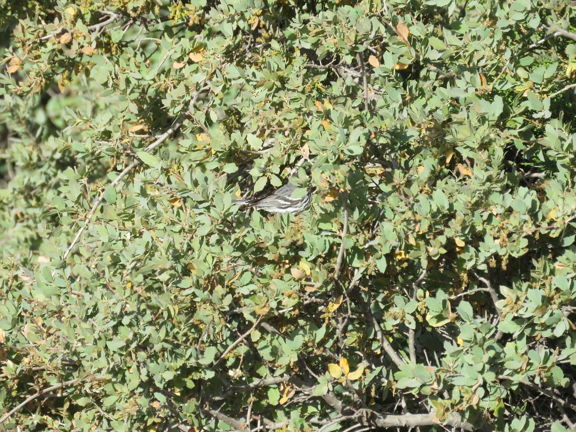 Black-throated Gray Warbler - Anne (Webster) Leight