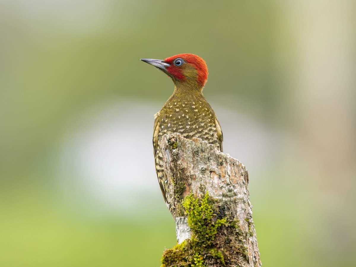 Rufous-winged Woodpecker - ML547211531