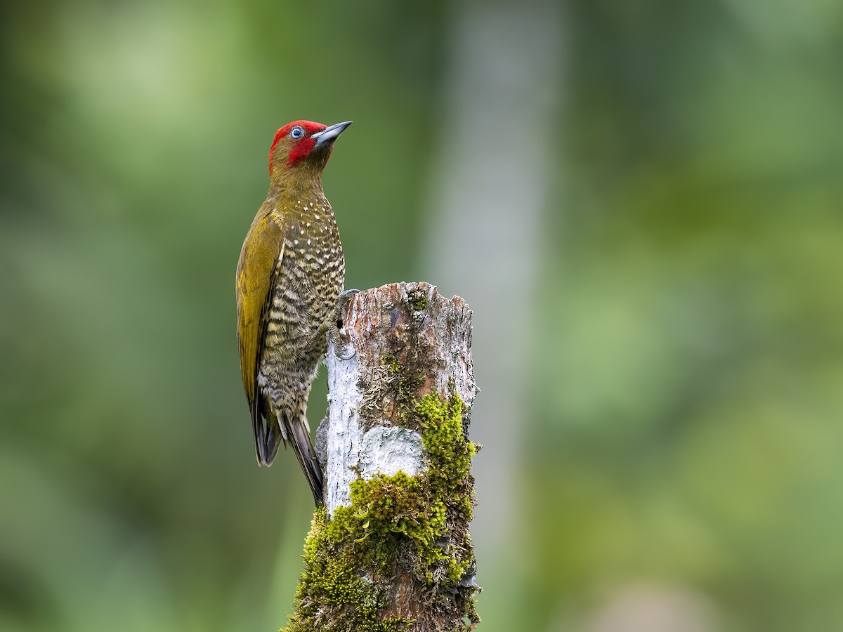 Rufous-winged Woodpecker - Andres Vasquez Noboa