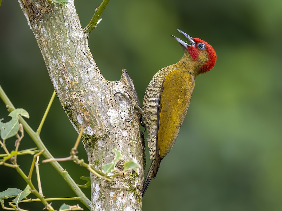 Rufous-winged Woodpecker - Andres Vasquez Noboa