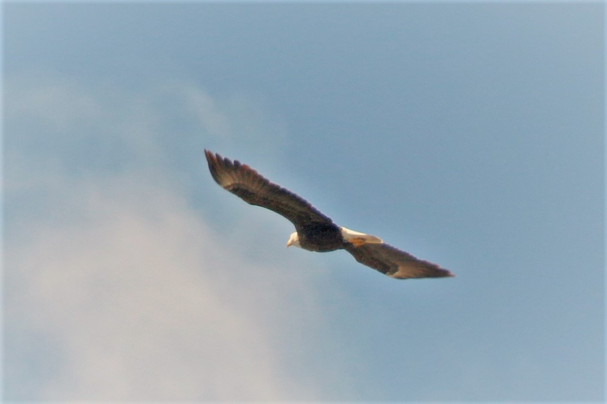 Bald Eagle - walter sliva