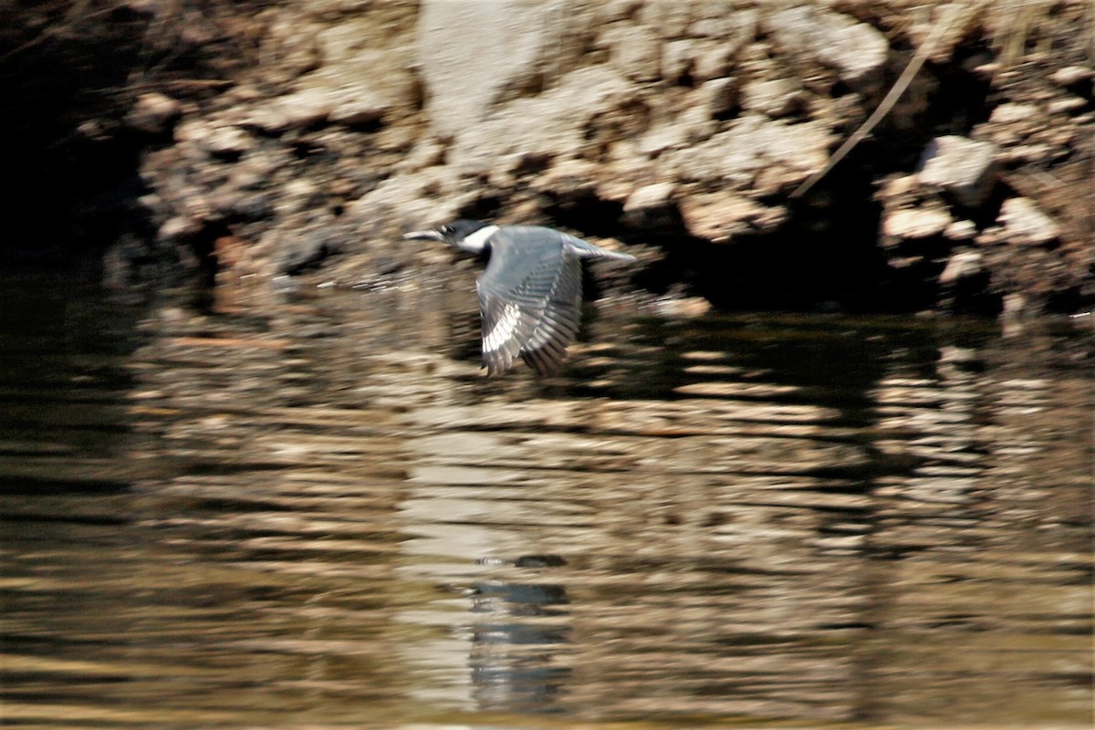 Belted Kingfisher - ML547212981
