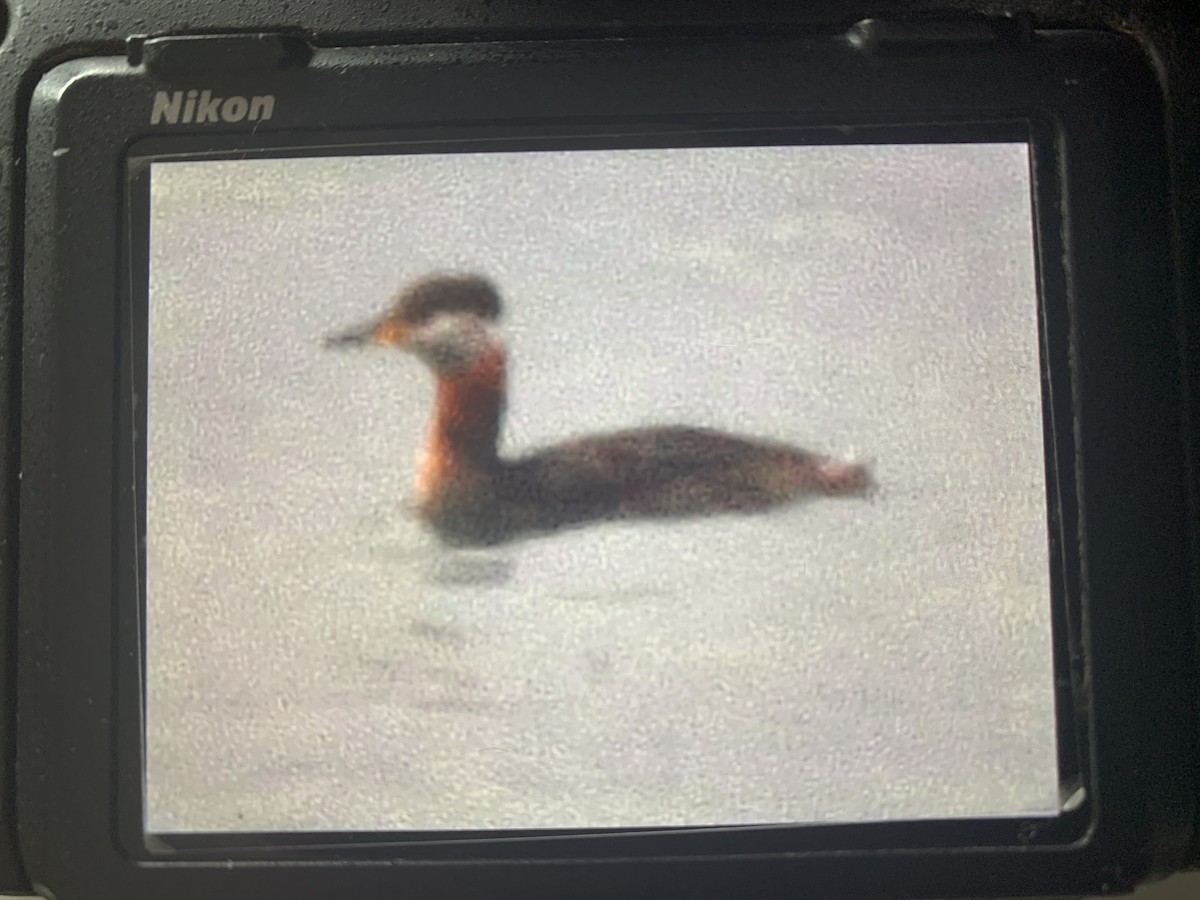 Red-necked Grebe - ML547213371