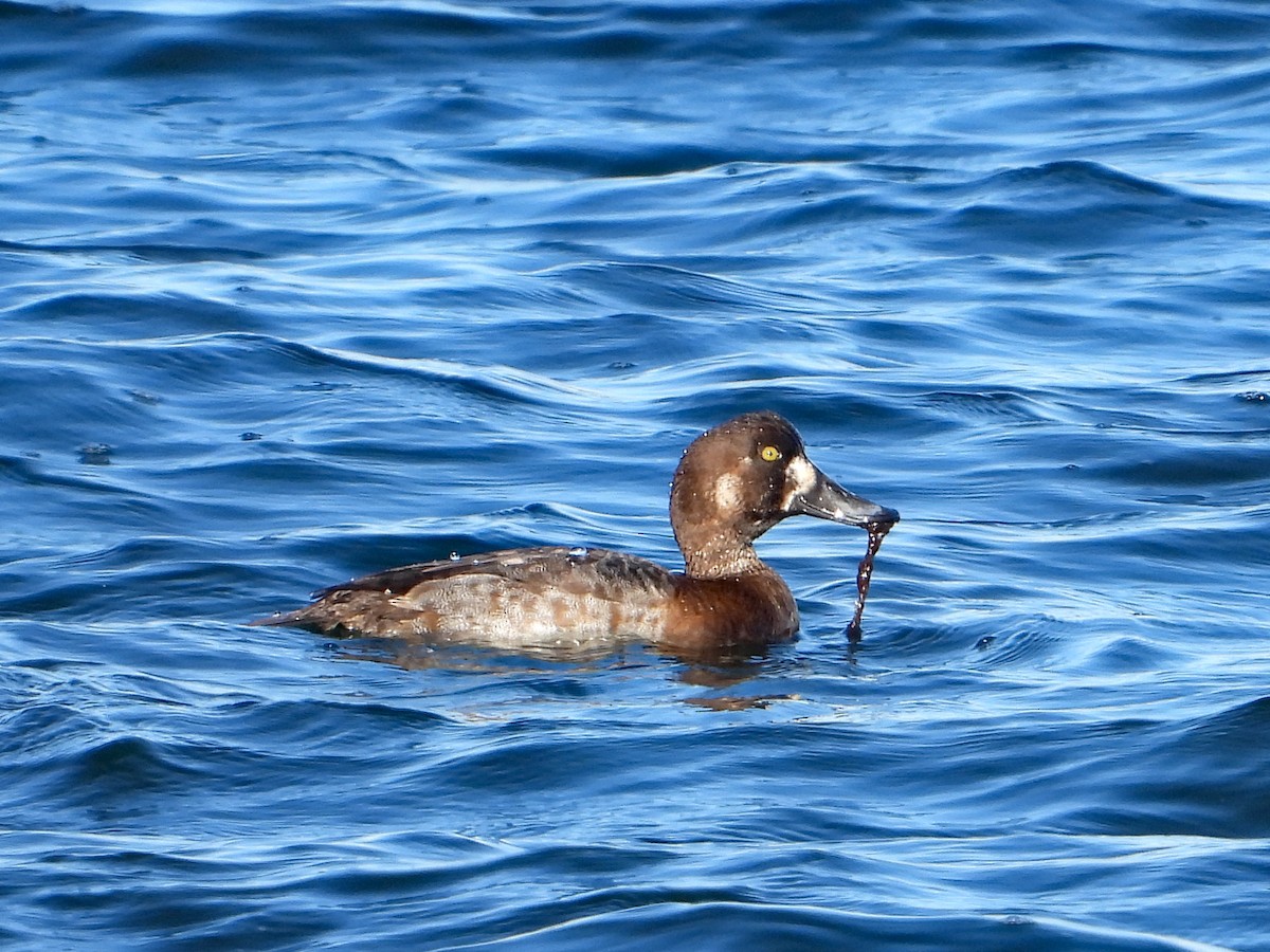 ML547216281 Greater Scaup Macaulay Library