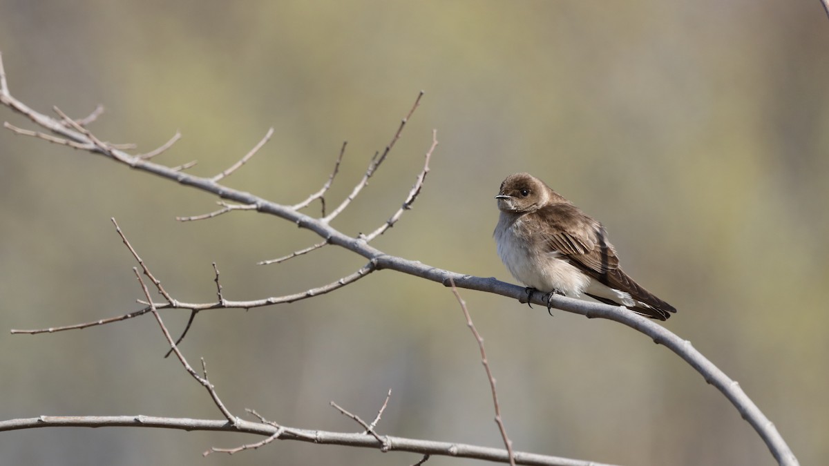 Northern Rough-winged Swallow - ML547217571