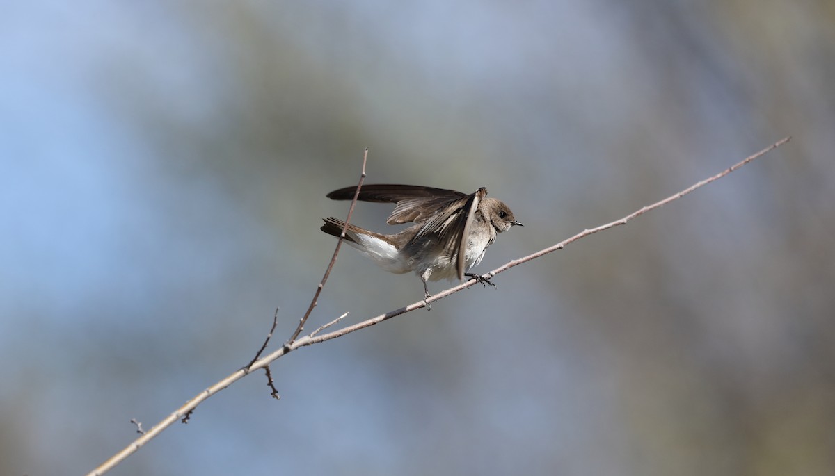 Northern Rough-winged Swallow - ML547217581