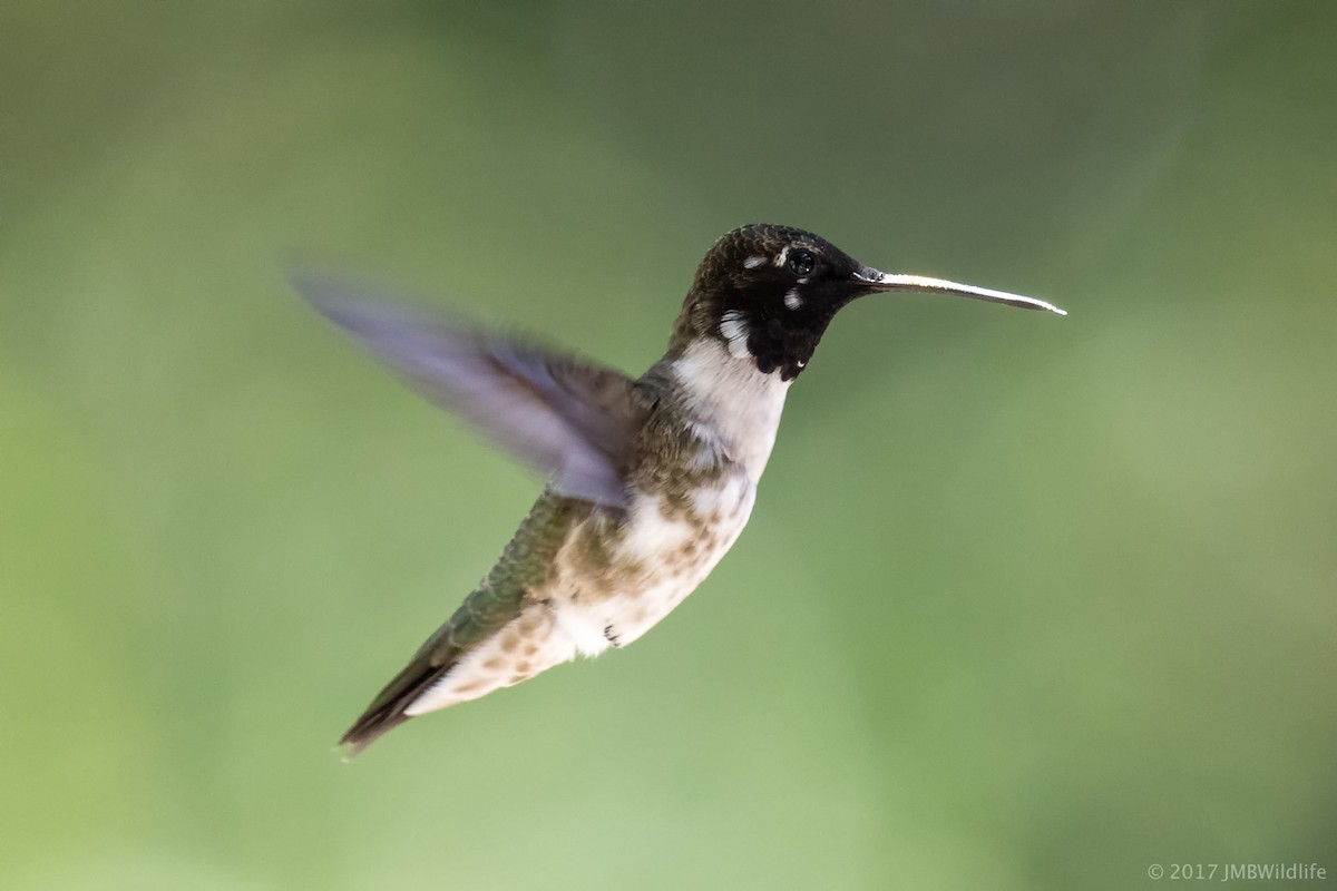 Black-chinned Hummingbird - Jeff Bray