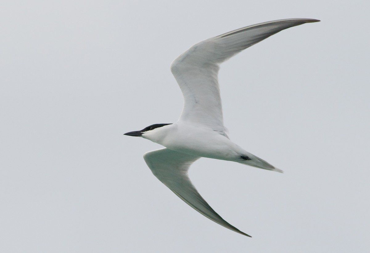 Gull-billed Tern - Mark Berney