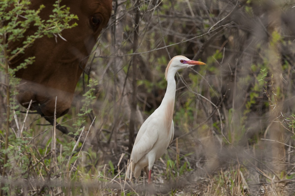 Египетская цапля (ibis) - ML54722021