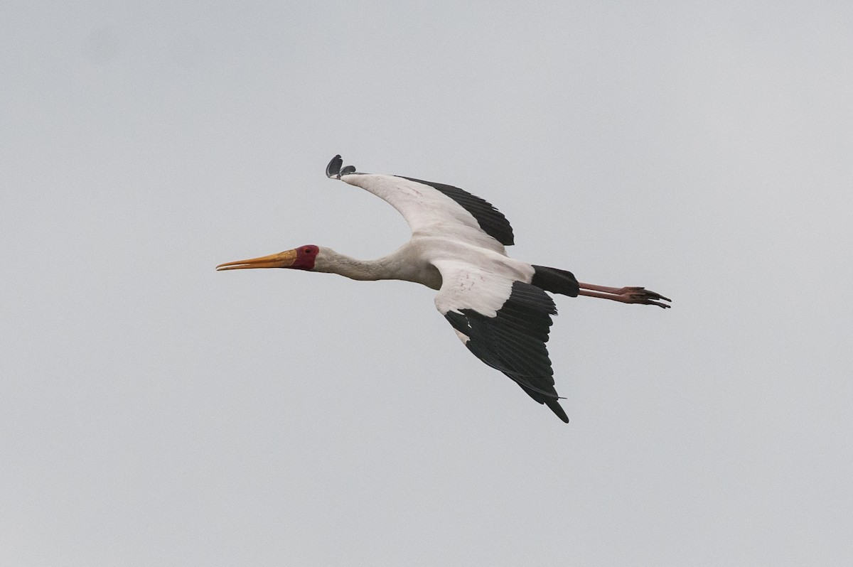 Tantale ibis - ML54722191