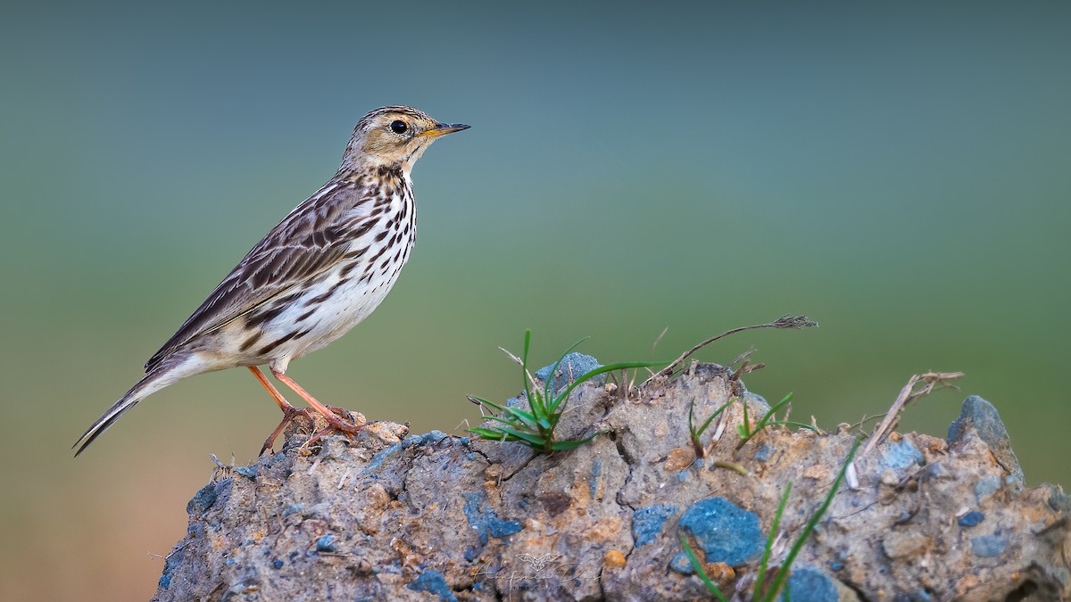 Red-throated Pipit - ML547226381