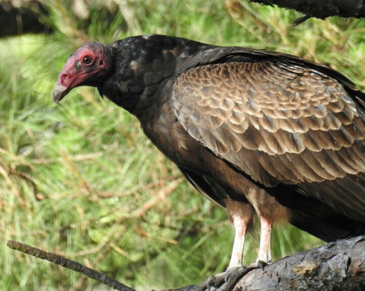 Turkey Vulture - deborah grimes