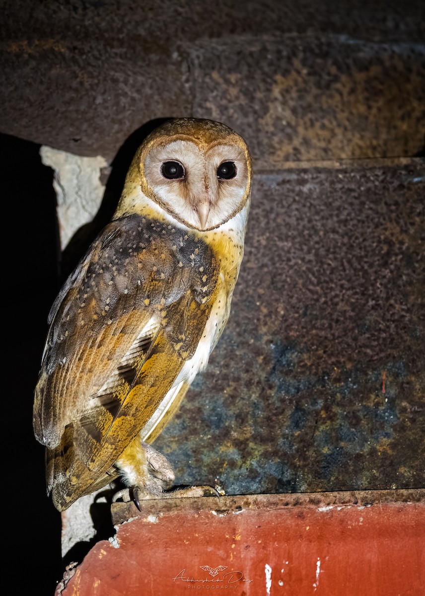Andaman Masked-Owl - ML547226951