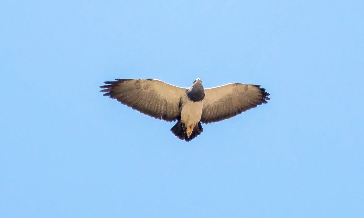 Black-chested Buzzard-Eagle - Paul Fenwick