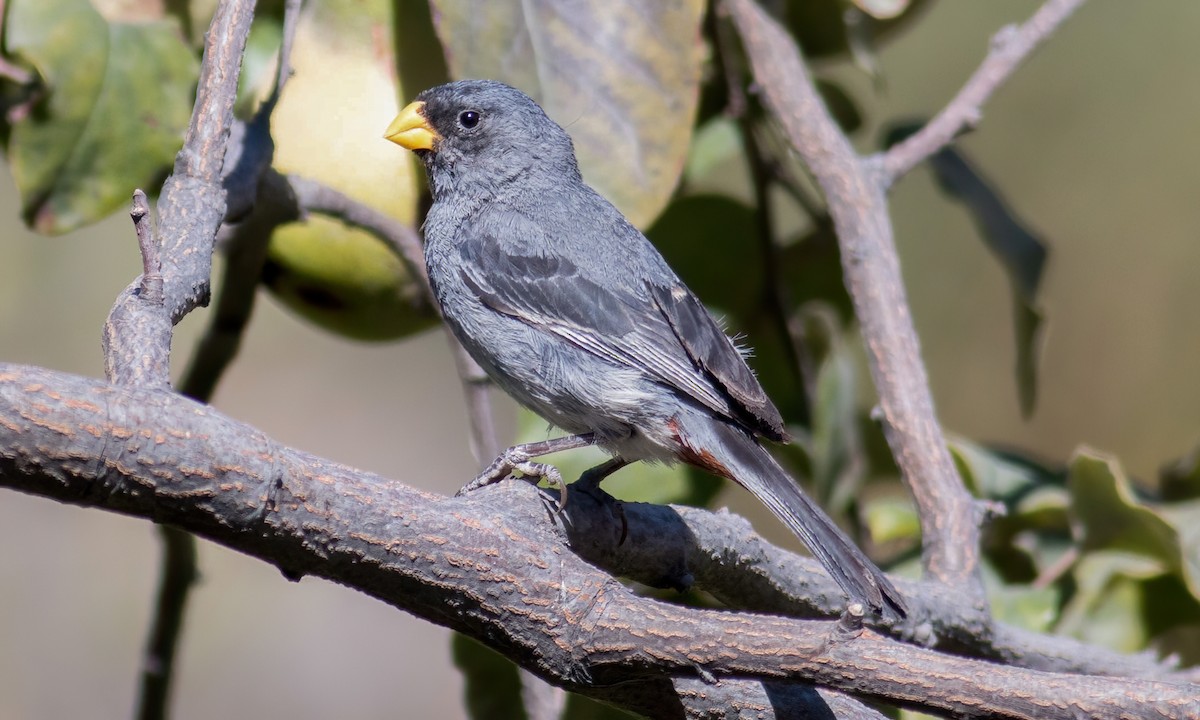 Band-tailed Seedeater - ML547229451