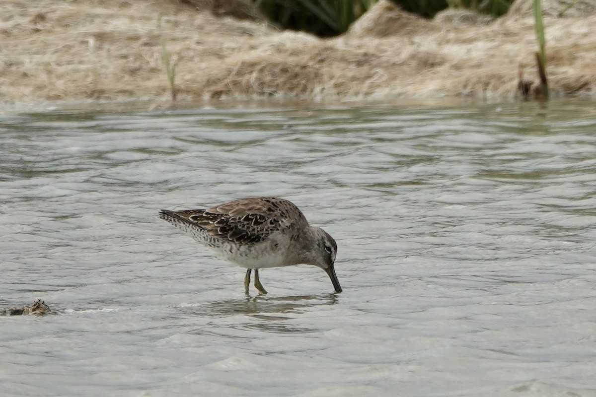 Long-billed Dowitcher - ML547229711