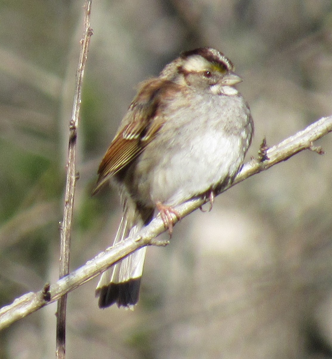 White-throated Sparrow - ML547230491