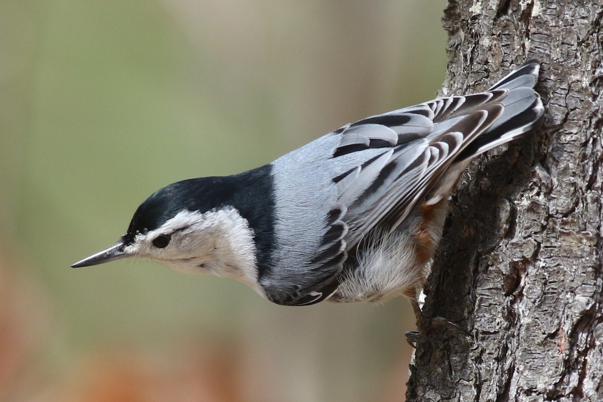 White-breasted Nuthatch - ML54723061