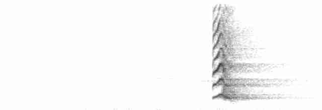  - Sri Lanka Junglefowl