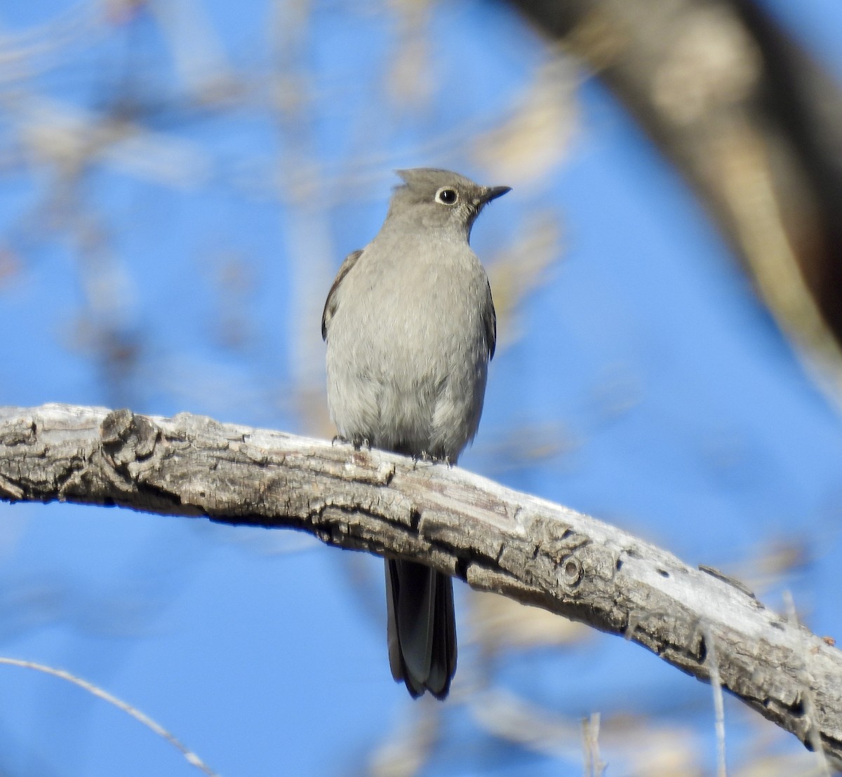 Townsend's Solitaire - ML547232211