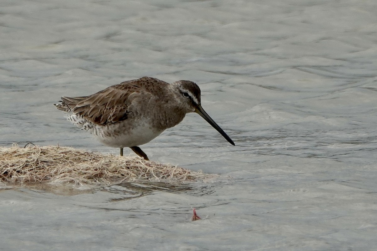 Long-billed Dowitcher - ML547240591