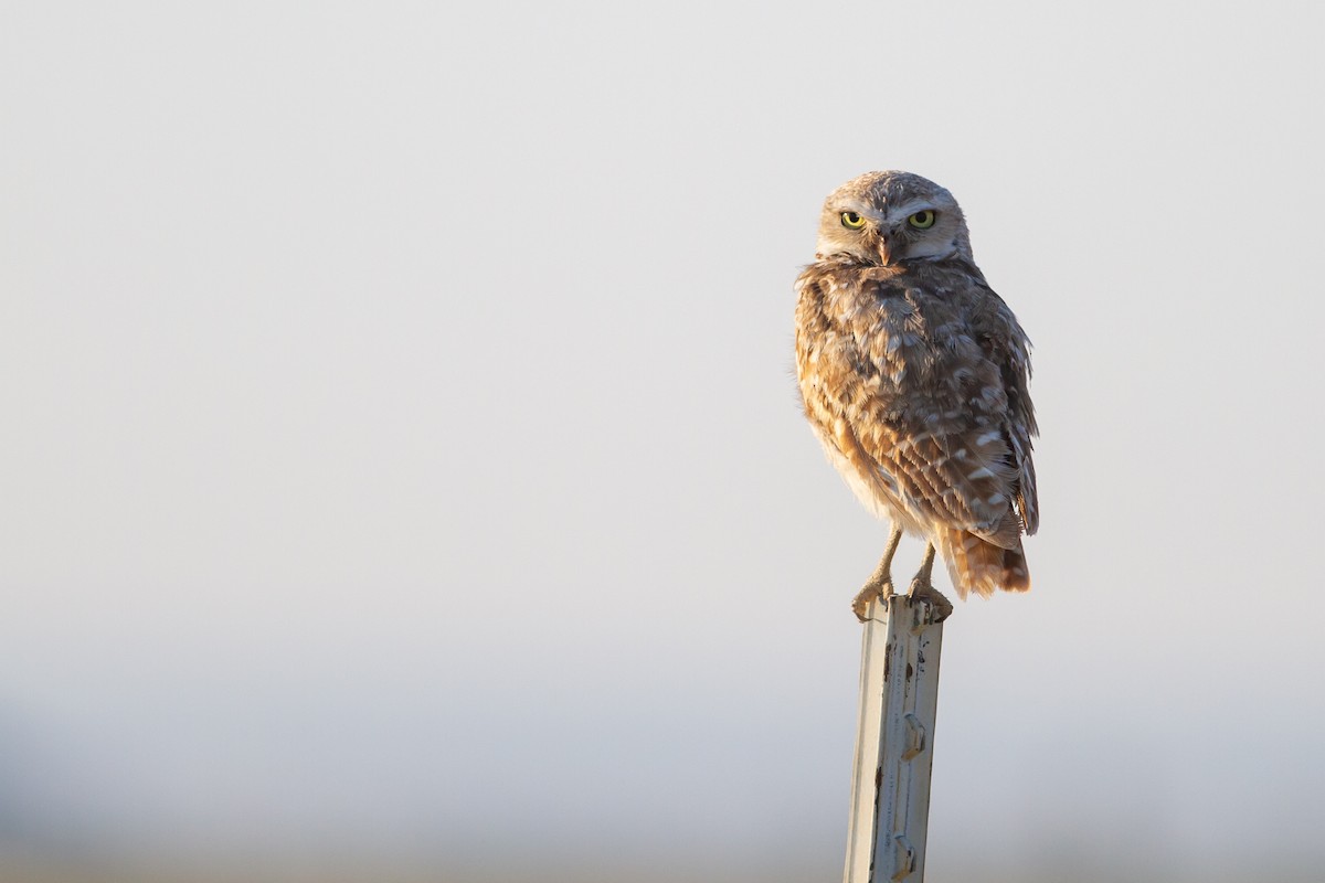 Burrowing Owl - ML547245341