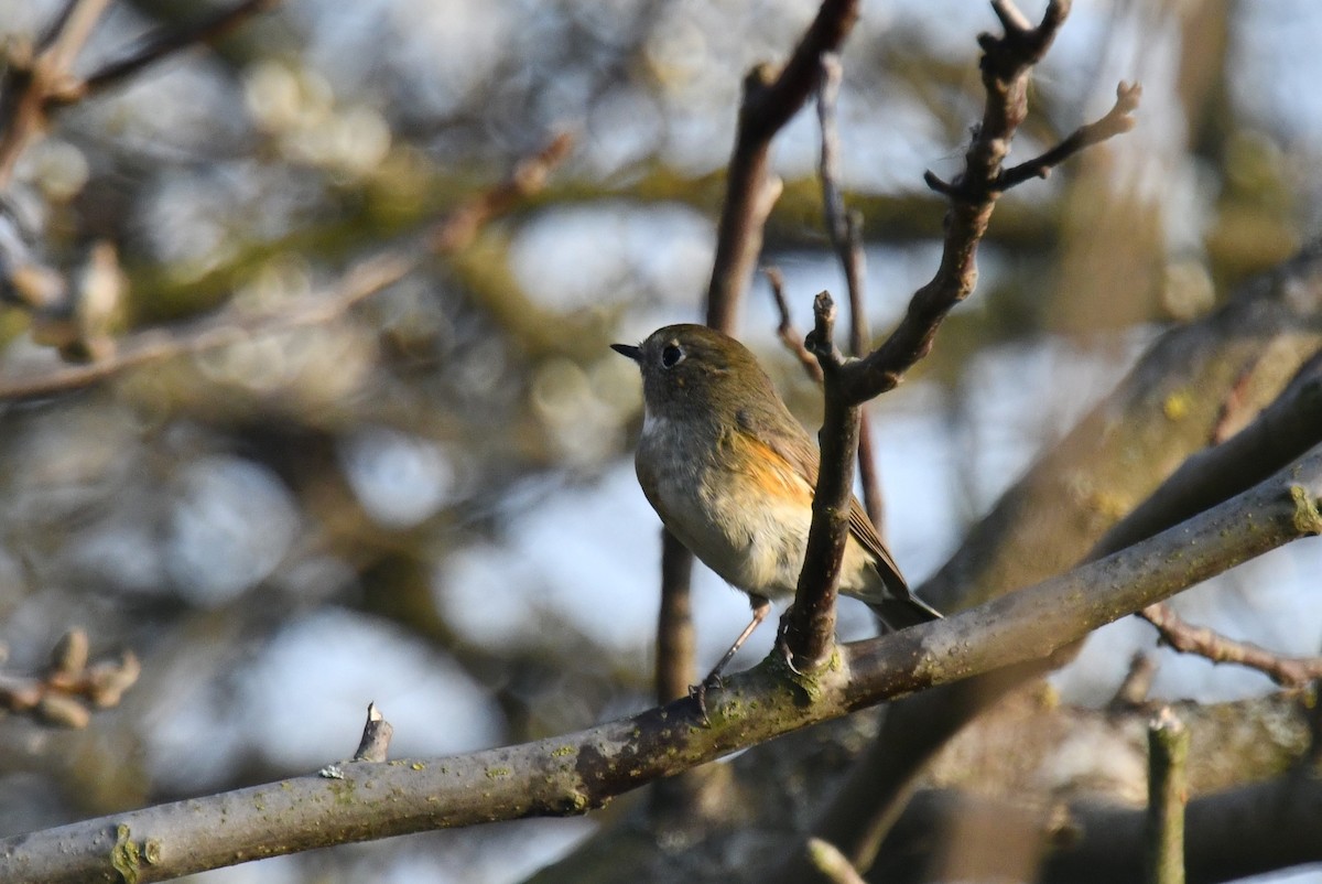 Red-flanked Bluetail - ML547245801