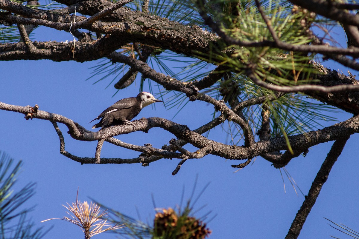 White-headed Woodpecker - ML547245951