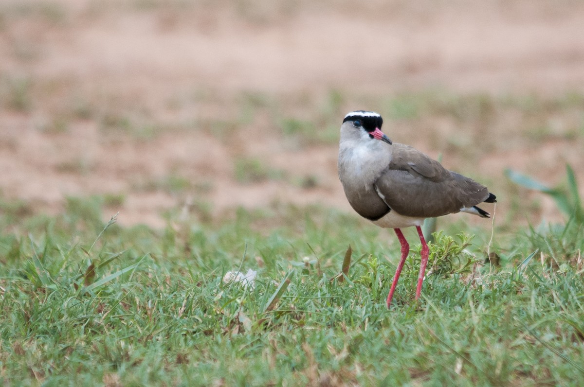 Crowned Lapwing - ML54724801