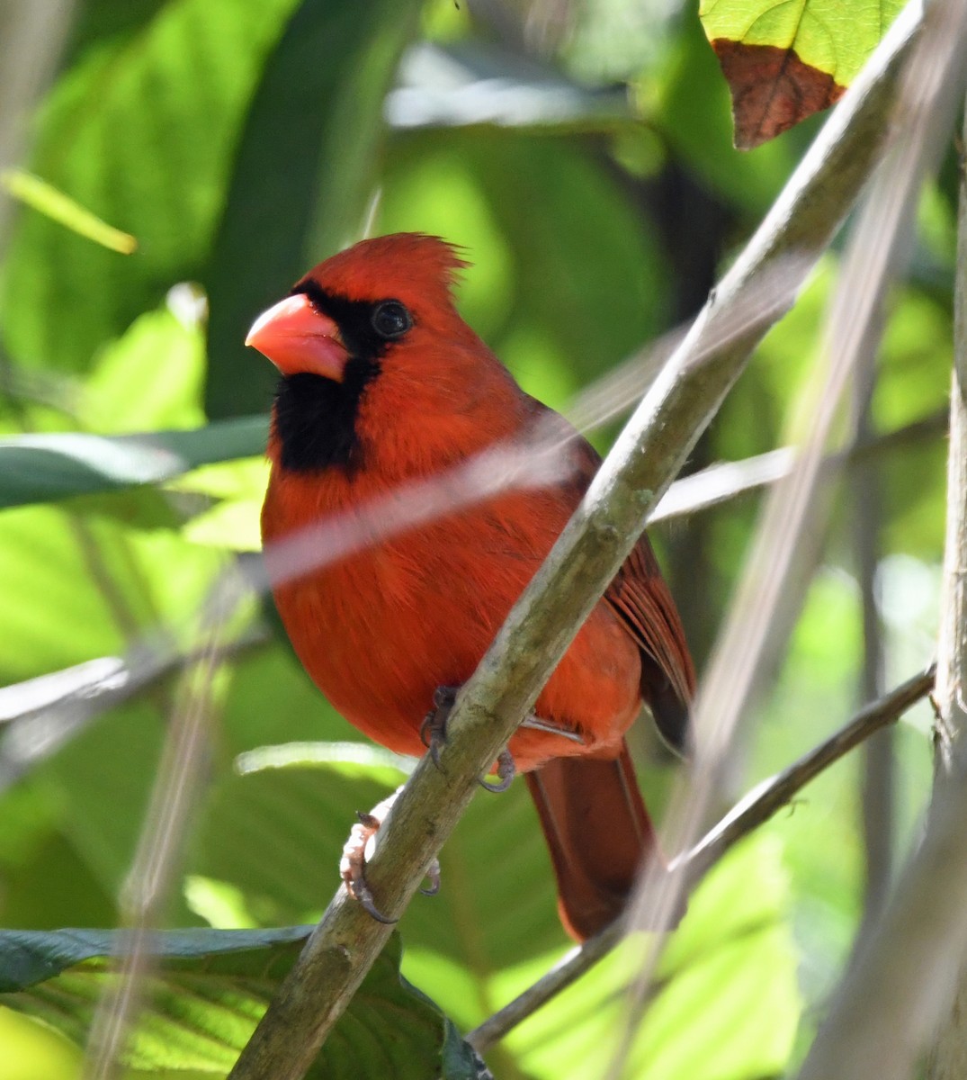 Cardinal rouge - ML547248321