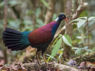  - Pheasant Pigeon