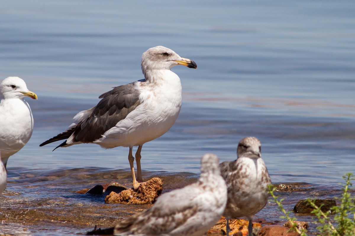 Yellow-footed Gull - ML547256151