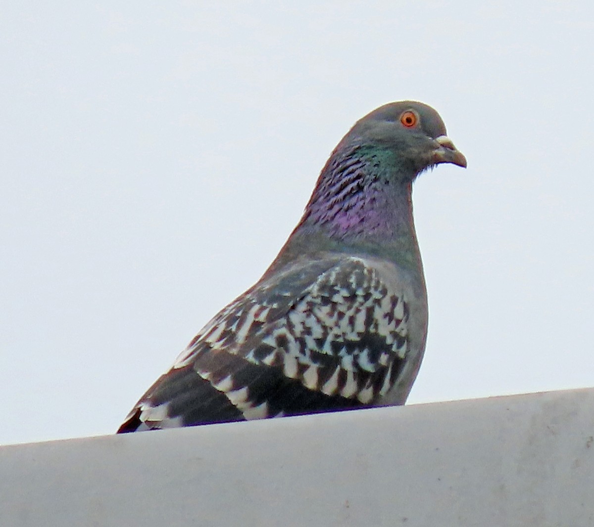 Сизый голубь (Одомашненного типа) - ML547256851
