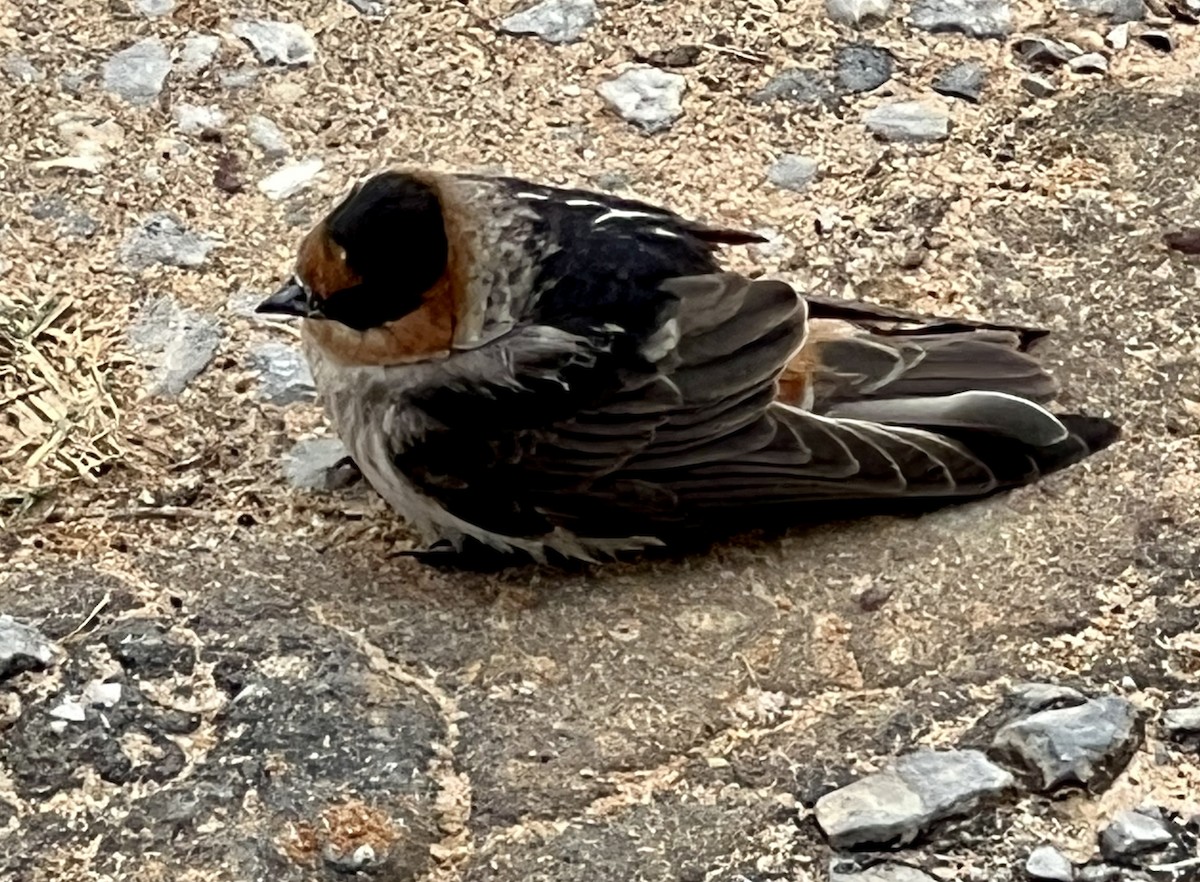 Cave Swallow - ML547257081
