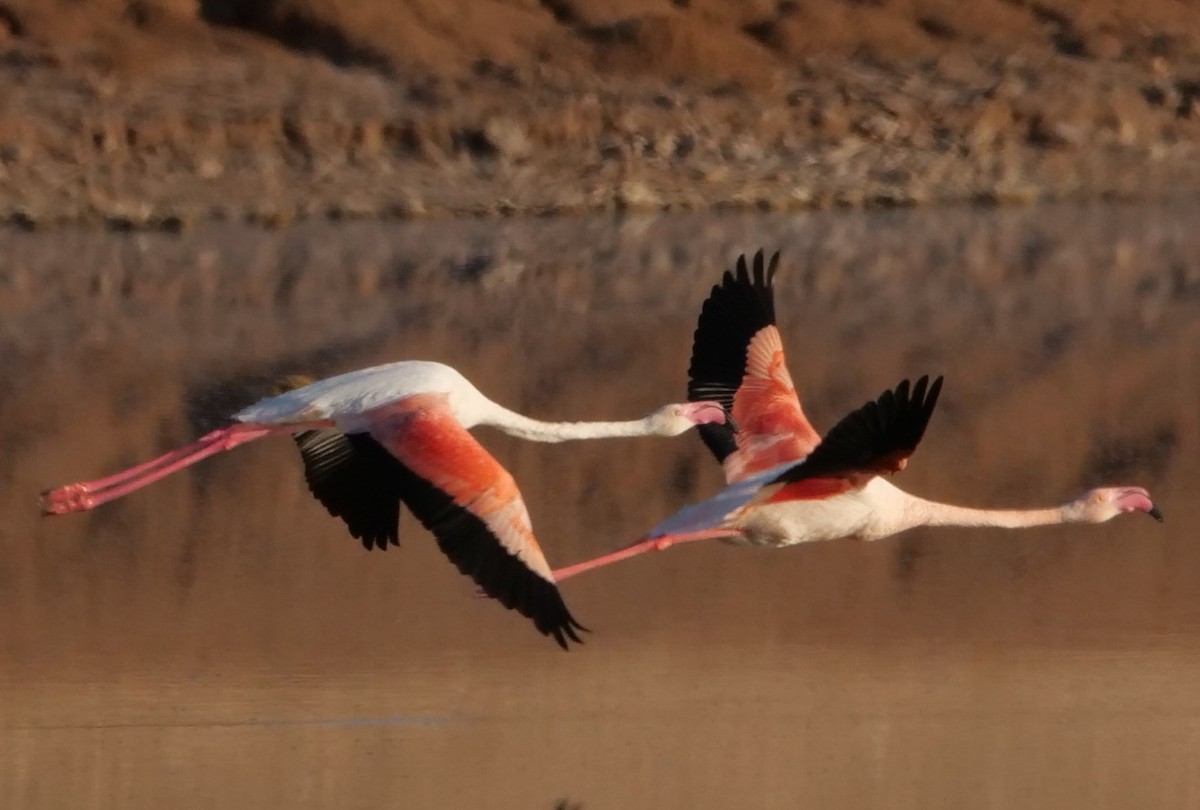 Greater Flamingo - ML547258611