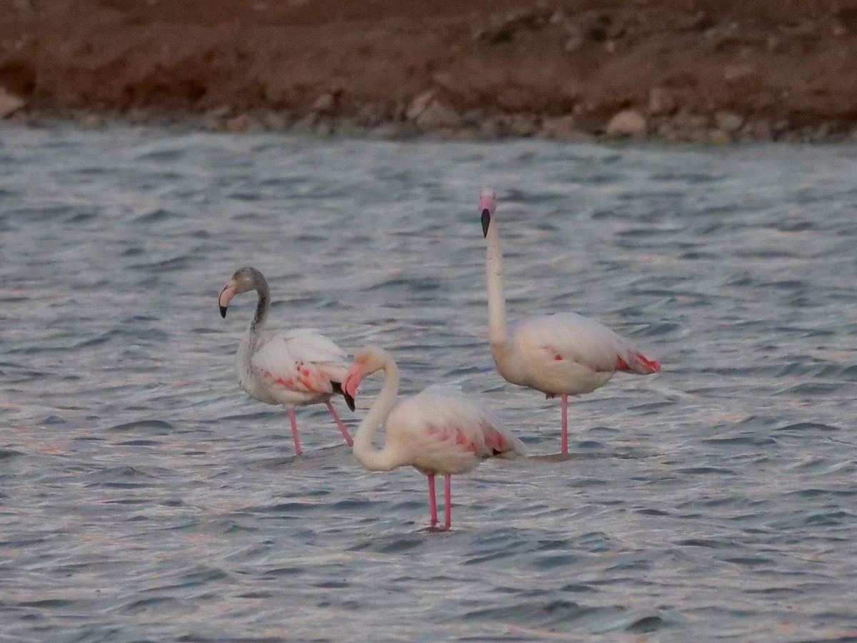 Greater Flamingo - ML547258621