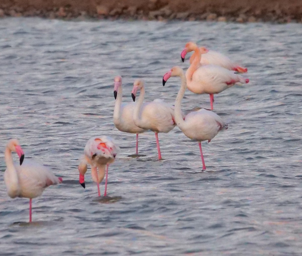 Greater Flamingo - ML547258711