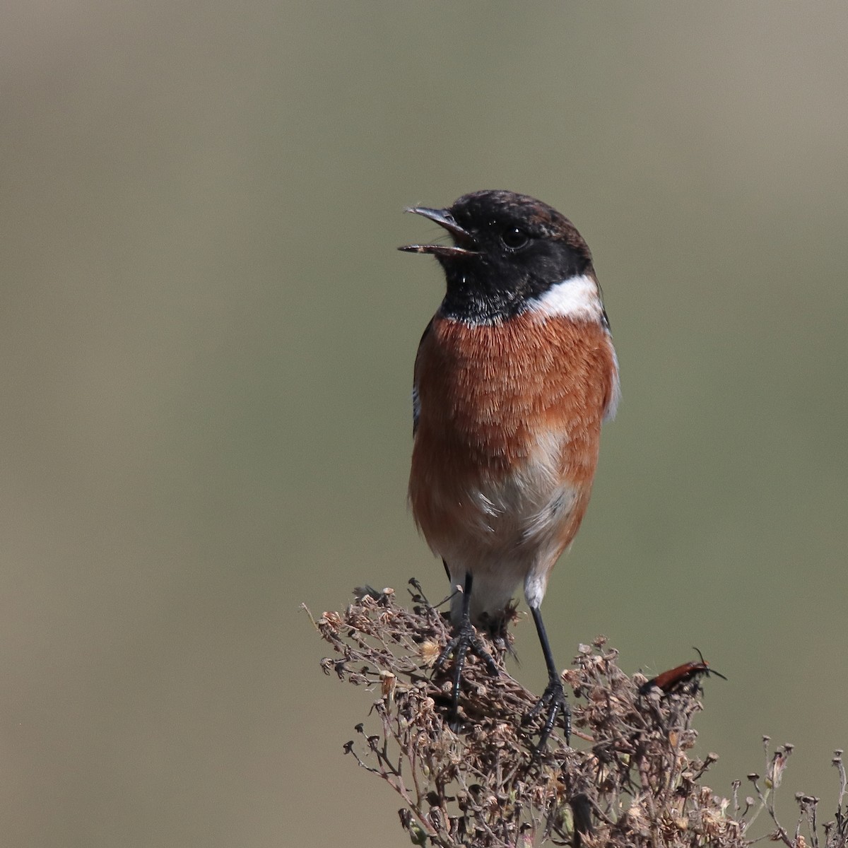 African Stonechat - ML547258761